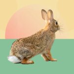 Probable Rabbit Fever Cases Raise Concerns About This Rare Tick-Borne Disease
