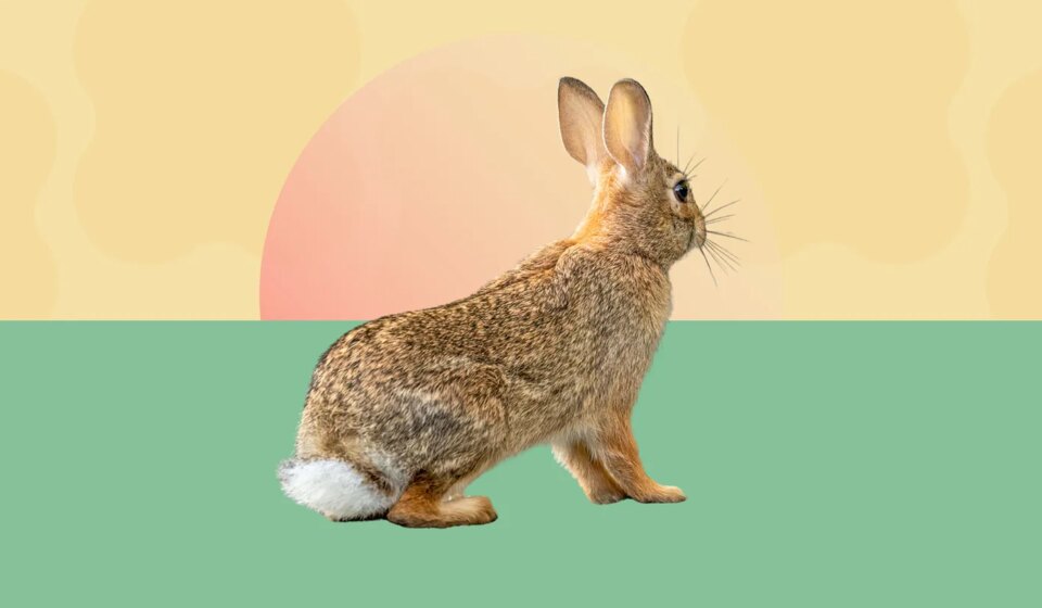 Probable Rabbit Fever Cases Raise Concerns About This Rare Tick-Borne Disease