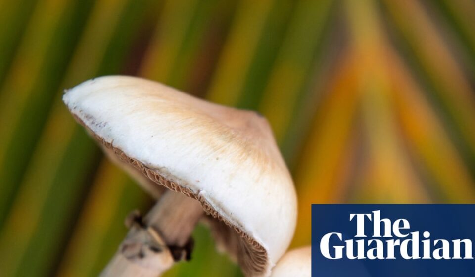 Single dose of magic mushroom psychedelic can cause anatomical brain changes, study finds | Neuroscience