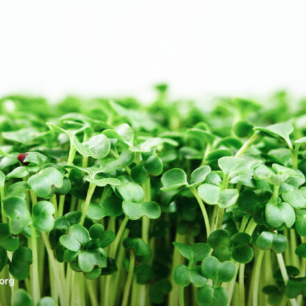 The Best Foods to Fight H. Pylori